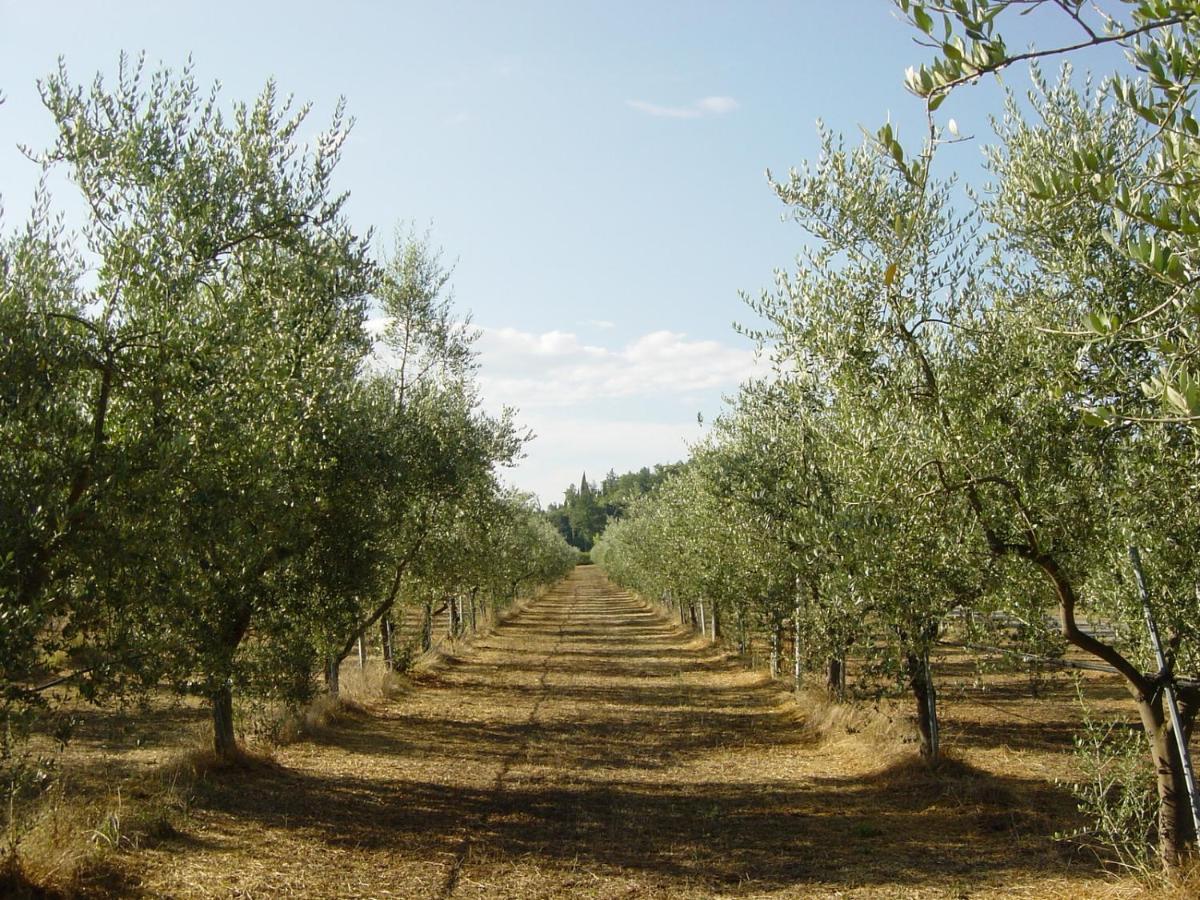 Agriturismo Il Selvino Terricciola Zewnętrze zdjęcie